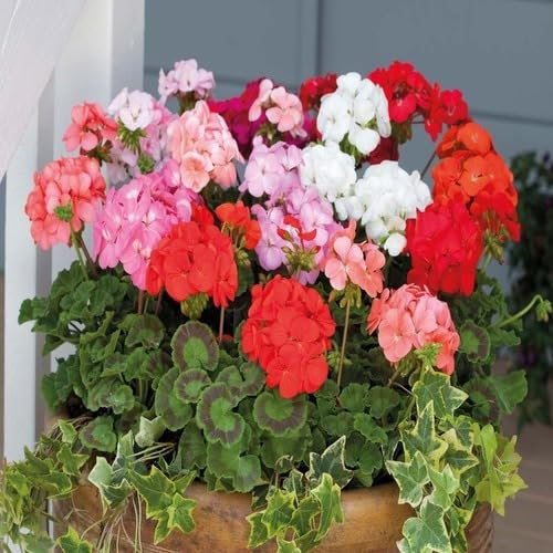 100 Stück gemischte Geranienblumensamen