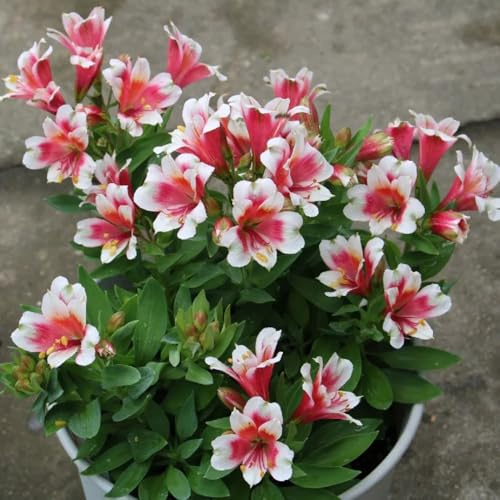 semillas de alstroemeria - interior orgánicas 300pcs