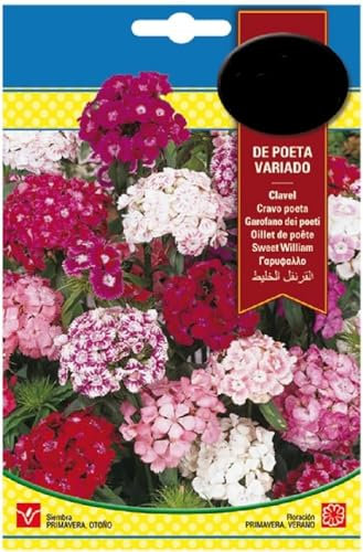 Semillas de Flores de Clavel Poeta Dianthus Fáciles de Cultivar Flores Naturales