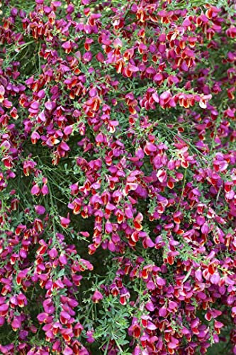 Cytisus scoparius 'Johnson's Crimson' 60-80 cm – Winterhart, Mehrjährig, Pflegeleicht – Besenginster – Zierstrauch für Garten & Beet