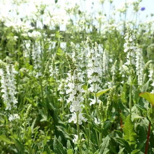 salbeisamen frühlingsblumen kräuter stauden winterhart mehrjährig topfpflanzen blumensamen kräutersamen kräuterpflanzen dachbegrünung winterharte pflanzen für balkon, saatgut blumen 10pcs