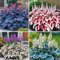 Bulbi di Hosta perenni- Tuberi di Hosta- Hosta pianta-Rizoma hosta-Germinazione rapida- Prima scelta per la visione in giardino-6 bulbi-F