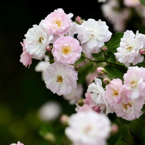 semillas de rosal trepador - Arbustos con, para lugares soleados, Rosales trepadores resistentes - rosas trepadoras - sombra, arbustos rápido 40pcs