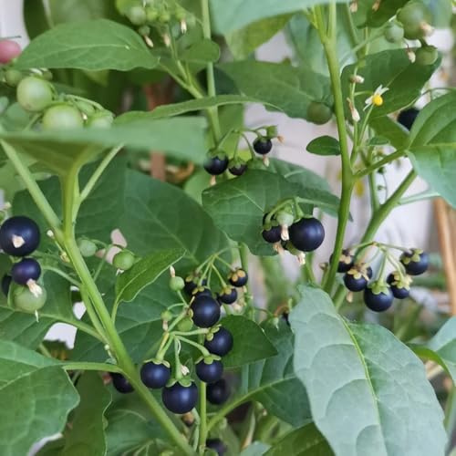 belladona negra - de jardín de semillas exóticas balcón semillas orgánicas silvestres resistentes al invierno jardín 700semillas