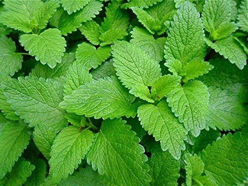 herb Garden - Medicinal Plants Seeds Lemon Balm Kitchen Garden Pack by