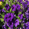 100 semi di petunia viola