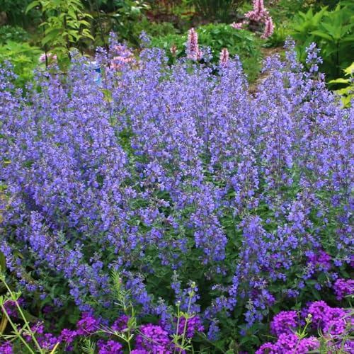 Semi di gatta, semi di da cucina Semi di menta, Nepeta cataria, balcone giardino da giardino roccioso balcone con letto 100pcs