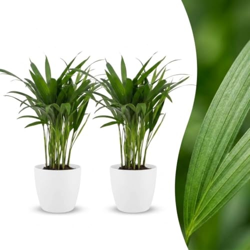 Areca palmträd, krukväxt, set med 2, vita krukor, kruka 12 cm, 45 cm