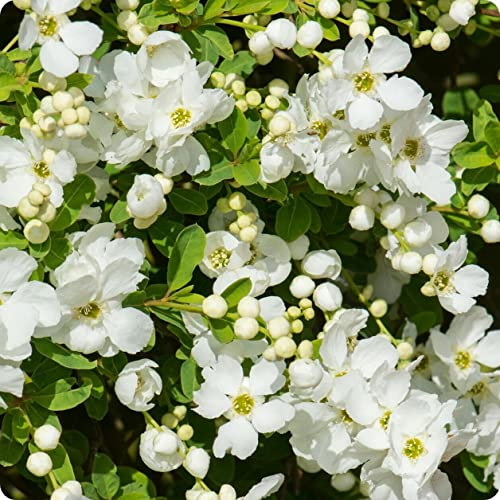 Albero delle perle “Exochorda racemosa”, Pianta in vaso ø 9 cm, Piante vere da esterno perle, Vivaio di Castelletto