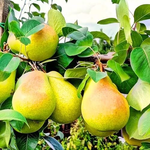 Pear Tree Live Plant, 2-3 Feet Tall, Bareroot, Pear Fruit Tree Plant Live, Pear Plant Live for Planting, Live Pear Tree Ready to Grow