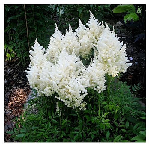 1 x Astilbe arendsii 'Deutschland' (Winterhart/Stauden/Staude/Mehrjährig) Prachtspiere - in Weiß - Zeitlose Schönheit in strahlendem Weiß - Sehr Bienen und Insektenfreundlich - von Stauden Gänge