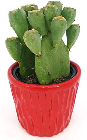 POWERS TO FLOWERS - FICO D'INDIA VASO CERAMICA ROSSO CON SPATOLATURA IN RILIEVO, pianta vera