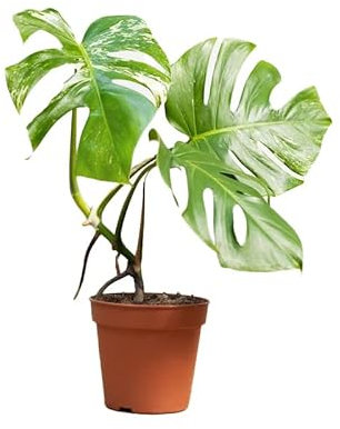 PLNTS - Monstera Deliciosa Variegata (b-grade) - Plante verte - Plante d'intérieur en 15 cm Pot - Hauteur 40 cm