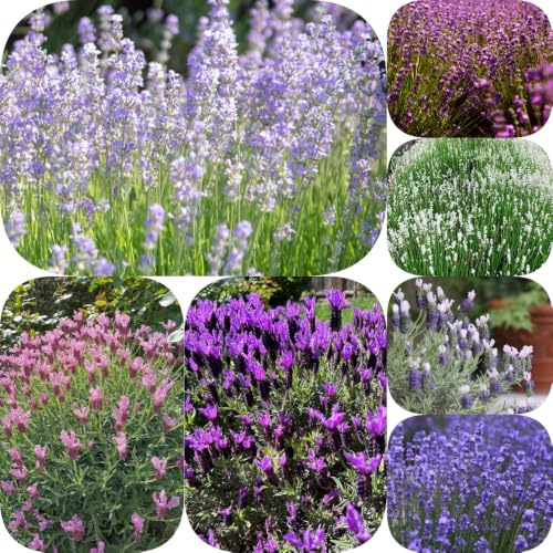 Semillas de lavanda - Jardín exótico en miniatura de balcón verano mariposas mariposa orgánica en decoración jardín raras primavera 250pcs