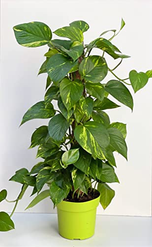 IndoorPlantsParadise Large Devil's Ivy 'Aureum on Moss Pole | Hunters Robe 17cm Pot Height 75cm Approx