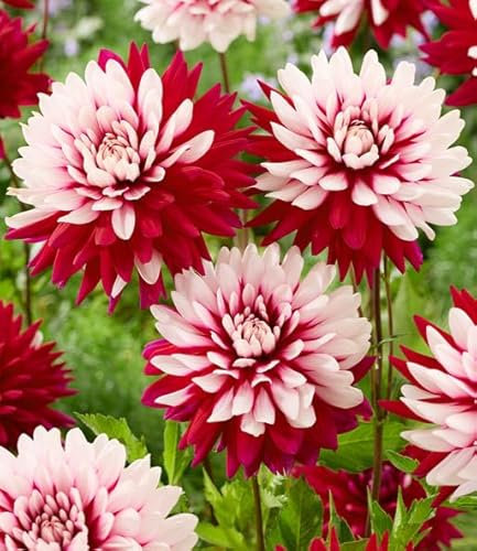 BALDUR Garten Dahlie Rebecca's World,2 Stück