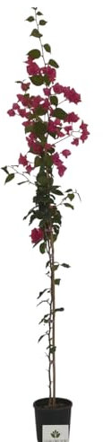 Bougainvillea Glabra, Rampicante, Pianta ornamentale da esterno prodotta da Vivai del Sole vaso diametro cm 20