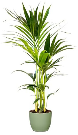 Bonplants Kentia, Palma Vera Tropicale, Howea Forsteriana, Vaso 18 cm, h 105 cm (Vaso Verde Salvia)