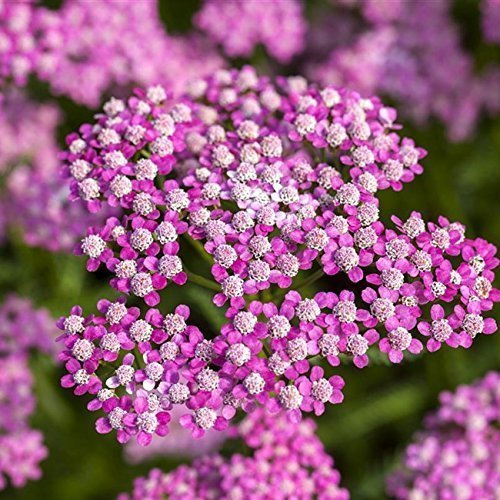 Achillea millefolium 'Lilac Beauty' Garten-Schaf-Garbe Staude Topf gewachsen