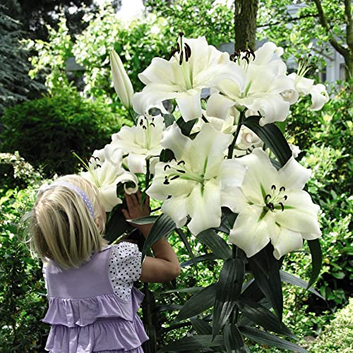Lily 'Pretty Woman' - Towering Giant Lilies with White Blooms - Sweet Fragrance - Easy-to-Grow - Nurseryman's Choice - Flower Seeds - Supplied as 5X Bulbs & 5X Packets of Seeds by Thompson & Morgan