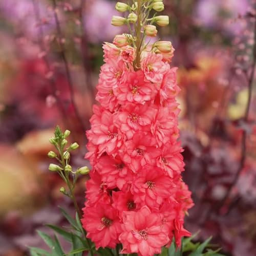 Rittersporn Samen Winterhart Mehrjährig, stauden winterhart mehrjährig Rittersporn Pflanzen Samen, steingartenpflanzen winterhart garten geschenke für frauen geschenke für 50pcs