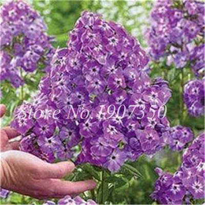 Mixed virtue Phlox Bonsai Flower Seally 120 pc Plan Phlox Fiore Phlox Drummontii Sin rare beauty Your garden: 15: Only Seeds