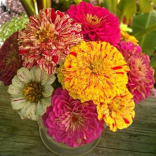 Welldales 30 Mixed Zinnia Peppermint Stick Seeds UK Elegans Striped Annual Garden Flowers