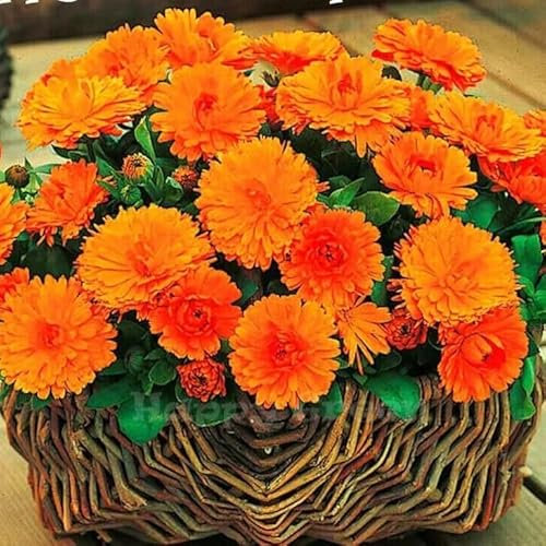 Orange Pot Marigold Dwarf Gitana 150 Seeds + Plant tag + Freebie - Calendula officinalis Annual Flower
