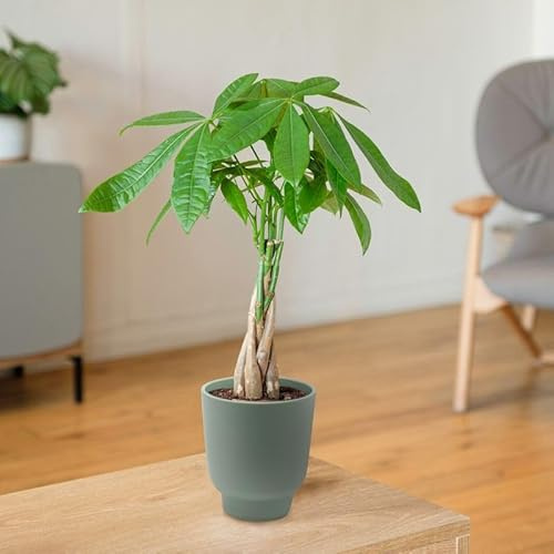 Fleurs et Délices - Plante verte - Plante d'intérieur - Pachira - 35/40 CM - avec cache pot - Fabrication Française Artisanale de Qualité - Plante à Offrir