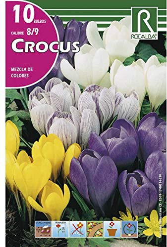 Bulbo de crocus variado (bolsa 10 bulbos)