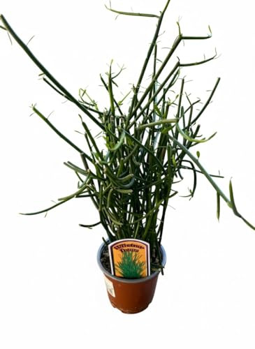 Pianta di Euphorbia Tirucalli su Vaso 13 cm, Pianta Succulenta da Interno