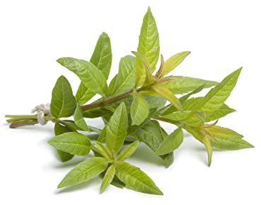 Herb Plants, Lemon Verbena, 2 x Full Plants in 9cm Pots, Lemon Verbena Plants, Garden, Greenhouse, Kitchen, Garden Ready and Ready to Plant, Premium Quality Herbs