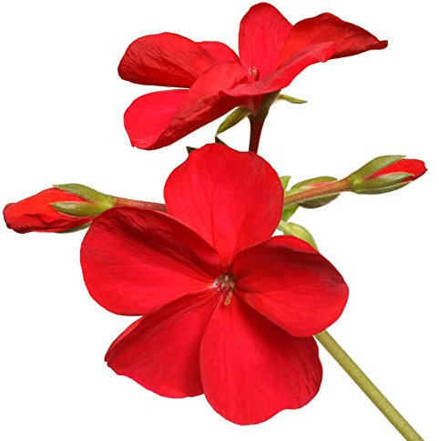 Winterharte Geranien Samen Hängend (Pelargonium Hortorum) Hängegeranien, Blumensamen, Kübelpflanzen Blume Zimmerpflanzen Samen Blumen Winterharte - 30 Pelargonien Pflanzen Saatgut (Rot)