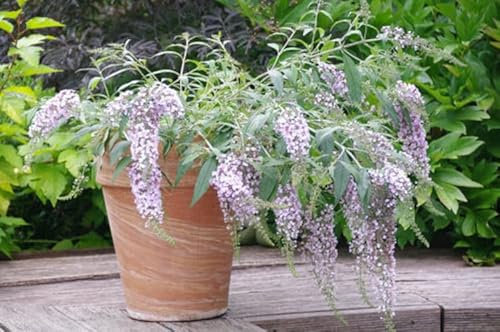 Buddleja davi. Wisteria Lane 25-30 cm Schmetterlingsflieder Sommerflieder - Fliederspeer