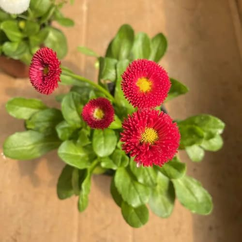 gänseblümchensamen - balkon deko mehrjährig winterhart hochbeet 250pcs