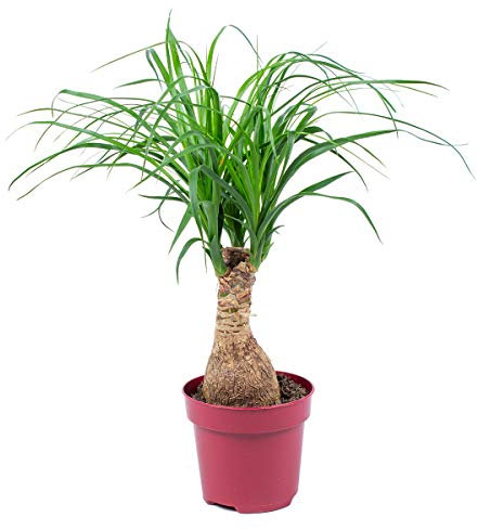 Bloomique - Beaucarnea Recurvata - Pied d’éléphant - Plantes d’intérieur - Dépolluante - Sans danger pour les animaux - Entretien facile - Hauteur 30-40 cm - Pot 12 cm