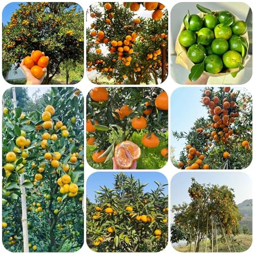 orangenbaum winterhart - samen - Seltene Pflanzen serie - exotische samen balkon hochbeet orangenbaum obstpflanzen baumsamen indoor garten balkon pflanze säulenobst steingartenpflanzen 15pcs