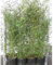 Phyllostachys bissetii C2 Topf 2L cm Ø 80-100 cm- Bisset Bambus - Grüner Bambus