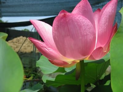 Fiore di Loto Nelumbo Rostu – Rizoma Vivo di Loto Ornamentale Rosa – Pianta Acquatica per Laghetti e Grandi Vasi – Fioritura Estiva Decorativa