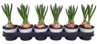 Set DECOALIVE Seis Narcisos Bulbos Robustos con Flores que Evocan Primavera y Optimismo