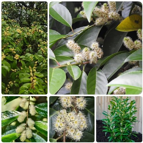 Semillas de Laurel Cerezo, raras Prunus laurocerasus, Arbustos resistentes de jardín de rocas resistentes perennes 200pcs