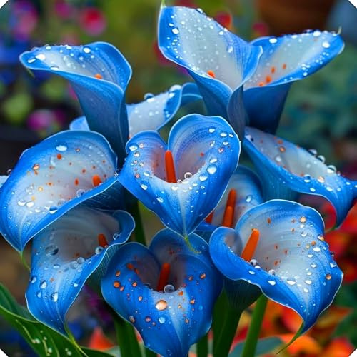 Los bulbos de cala tienen hermosas formas florales, ideales para crear borduras naturales.-6bulbos-A