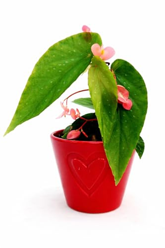 POWERS TO FLOWERS - BEGONIA TAMAYA, CORALLINA, TAMAIA, IN VASO CERAMICA CUORI, versione mini, pianta vera