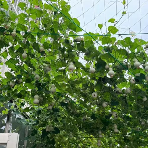 calabaza de botella - Lagenaria siceraria de jardín resistentes calabazas trepadoras exóticas Camas elevadas el jardín verdes orgánicas exóticas Cultivo 250semillas