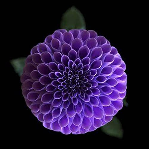 Fácil De Cultivar, Resistente Perennial, Rizomas Raros, Floración Continua, Dalia Grande, Colores Mezclados, Dalia Rizomas, 10-Zwiebeln-E