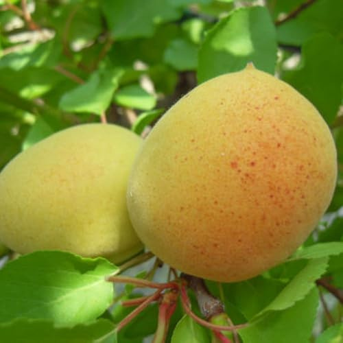 PIANTA DA FRUTTO ALBICOCCO NANO in vaso 20/24 (foto reali)