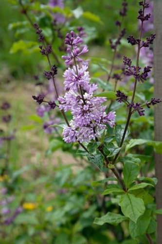 Syringa josikaea 60–100 cm – Winterhart, Mehrjährig, Pflegeleicht – Ungarischer Flieder – Heckenpflanze für Garten & Sichtschutz