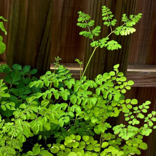 Semillas de moringa para plantar orgánicas resistentes para el jardín de moringa primavera, decoración sala estar, interior jardín 20pcs
