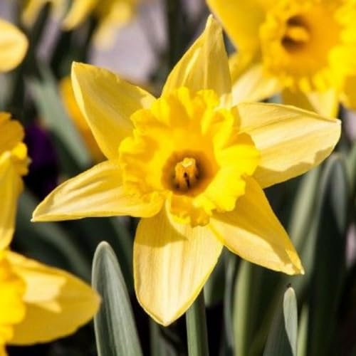 Narzissenzwiebel-Winterhart MehrjäHrig,Narzissenzwiebel,Narzissen Zwiebeln Winterhart,Narzissen Knollen,Bonsai Pflanze-6zwiebeln-b