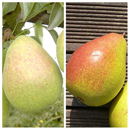 Familienbaum Duo Birnenbaum Köstliche von Charneux und Gute Luise